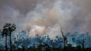 Earth's Most Biodiverse Regions Are Collapsing